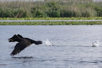 Cormorant in flight on the water of Lacul Isaccel, a lake in the Danube Delta. UNESCO Danube Delta