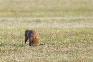 Hunting red fox (Vulpes vulpes) pouncing on mouse, vole prey in freshly mowed meadow, cut grassland