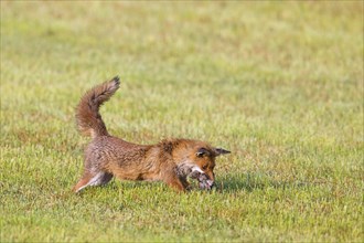 Red fox (Vulpes vulpes) hunting with mouthful of mice, voles in freshly mowed meadow, cut grassland