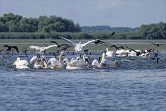 Pelicans and cormorants fish together on the water of Lacul Isac, a lake in the Danube Delta.