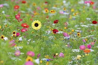 Flowering strip, flowering area with poppy flower (Papaver rhoeas), mallows (Malva) and sunflower