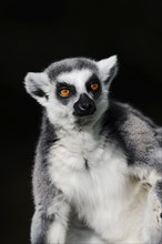 Ring-tailed lemur (Lemur catta), captive, occurring in Madagascar, Malaysia, Asia