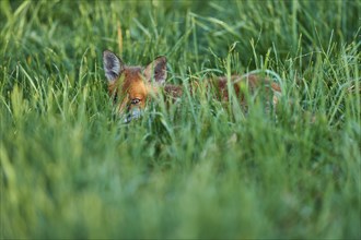 Red fox (Vulpes vulpes), young in meadow, morning dew, Hesse, Germany, Europe