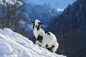 Domestic goat (Capra hircus) kid on a snowy meadow in winter, tirol, Kitzbühel, Wildpark Aurach,