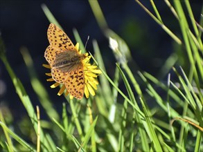 Silver-washed fritillary (Argynnis paphia) seen in Berchtesgaden National Park, Bavaria, Germany,