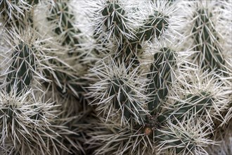 Cactus (Cylindropuntia tunicata), Funchal Botanical Garden, Jardim Botanico, Madeira, Portugal,