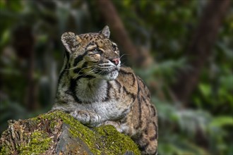 Mainland clouded leopard (Neofelis nebulosa) wild cat native to the foothills of the Himalayas