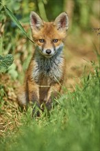 Red fox (Vulpes vulpes), young animal at the edge of a field, Hesse, Germany, Europe