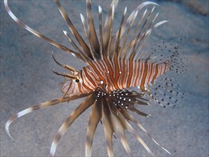 Pacific red lionfish (Pterois volitans), dive site House Reef, Mangrove Bay, El Quesir, Red Sea,