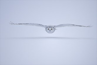 Female snowy owl (Nyctea scandiaca) (syn. Bubo scandiaca) flying low, wings spread, Quebec, Canada,