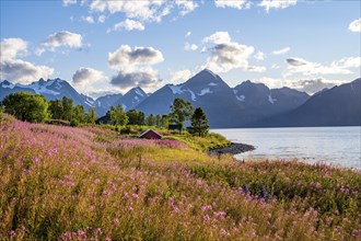 Flower field on the coast of the Lyngenfjord, blooming sally (Epilobium angustifolium), Fjord with