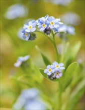 Blue flowers of the forget-me-not (Myosotis), Bavaria, Germany, Europe