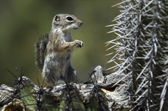 Harris antelope squirrel (Ammospermophilus harrisii) on Saguaro (Carnegiea gigantea) cactus, native