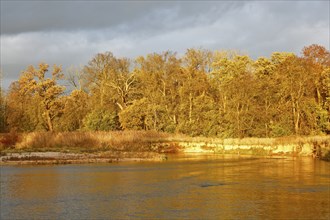 Autumn in the floodplain, view of a river gravel bank and steep banks of the river Mulde near