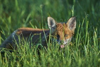 Red fox (Vulpes vulpes), young in meadow, morning dew, Hesse, Germany, Europe