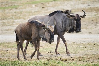 Blue wildebeest (Connochaetes taurinus) walking in the dessert, captive, distribution Africa