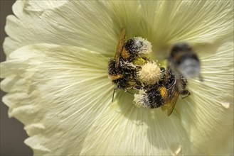 Bumblebees (Bombus) in a hollyhock (Alcea rosea) flower covered with pollen, Bavaria, Germany,