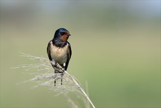 Barn swallow resting on reed stalk, Illmitz, Burgenland, Austria, Europe