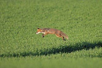 Red fox (Vulpes vulpes) hunting mice, voles by leaping through the air and pouncing upon the rodent