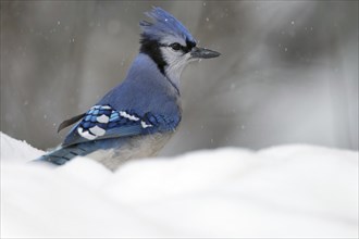 Blue Jay (Cyanocitta cristata), head turned to one side, back visible, in snow, light snowfall,