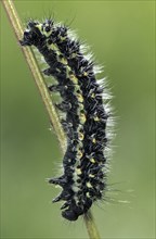 Small Emperor Moth (Saturnia pavonia) caterpillar (Eudia pavonia), France, Europe