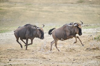 Blue wildebeest (Connochaetes taurinus) running in the dessert, captive, distribution Africa