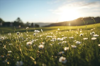 Idyllic rural landscape of grassy meadow field with daisy flowers on sunset, AI generated