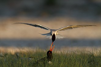 Common Tern (Sterna hirundo) attacking eurasian oystercatcher (Haematopus ostralegus) in the