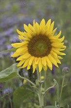 Sunflower (Helianthus annuus) and bee friend (Phacelia tanacetifolia), Emsland, Lower Saxony,