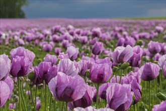 Poppy cultivation in Saxony