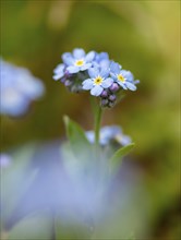 Blue flowers of the forget-me-not (Myosotis), Bavaria, Germany, Europe