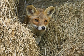 Red fox (Vulpes vulpes), captive, Switzerland, Europe