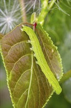 Green caperpillar of herald (Scoliopteryx libatrix) moth (Phalaena libatrix) on leaf in summer