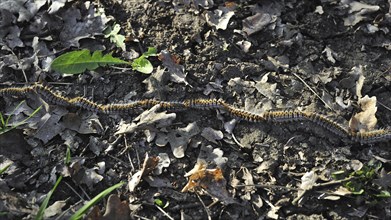 Pine processionary (Thaumetopoea pityocampa) moth caterpillars (Traumatocampa pityocampa) following