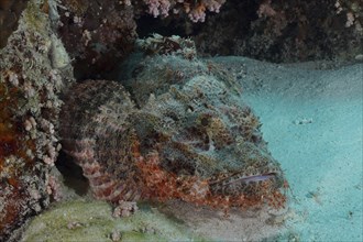 Fringed scorpionfish (Scorpaenopsis oxycephala), dive site Marsa Shona Reef, Egypt, Red Sea, Africa