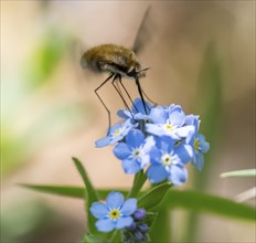 Bee fly (Bombyliidae) sitting on blue flowers of the forget-me-not (Myosotis), Bavaria, Germany,