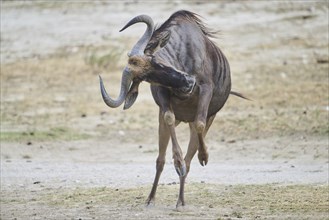 Blue wildebeest (Connochaetes taurinus) running in the dessert, captive, distribution Africa