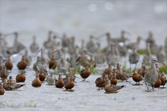 Eurasian curlew (Numenius arquata) with bar-tailed godwit (Limosa lapponica), resting group in the