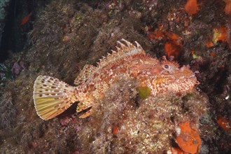 Large red scorpionfish (Scorpaena scrofa), sea sow, in the Mediterranean near Hyères. Dive site