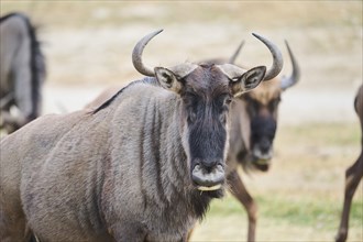 Blue wildebeest (Connochaetes taurinus) standing in the dessert, captive, distribution Africa