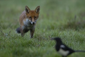 Red fox (Vulpes vulpes) juvenile cub standing in grassland watching a Magpie (Pica pica) adult