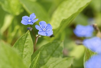 Blue flowers of the forget-me-not (Myosotis), Bavaria, Germany, Europe