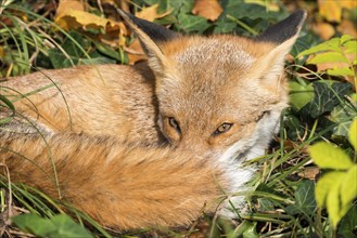 Red fox (Vulpes vulpes) lying curled up in the sun, ivy leaves (or common ivy (Hedera helix) or