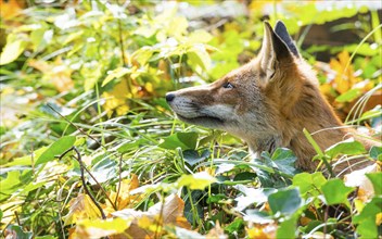 Red fox (Vulpes vulpes) looking out of sunny vegetation of ivy (or common ivy (Hedera helix) or