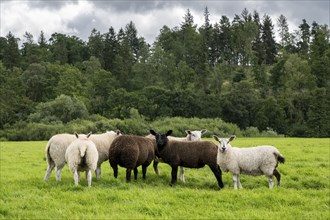 A group of sheep standing in a meadow, Cumbria, England, United Kingdom, Europe