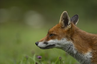 Red fox (Vulpes vulpes) adult animal head portrait, Essex, England, United Kingdom, Europe