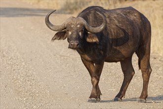 Cape buffalo (Syncerus caffer caffer), adult crossing the dirt road, looking at camera, Kruger