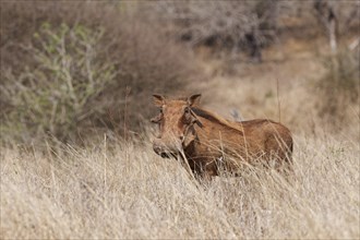 Common warthog (Phacochoerus africanus), adult male standing in tall dry grass, looking at camera,