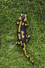 Fire salamander (Salamandra salamandra), Lower Saxony, Germany, Europe