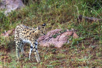 Serval (Leptailurus serva), Africa, Kenya, Masai Mara, Masai Mara, Africa